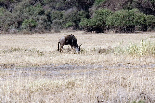 Kenia (131)